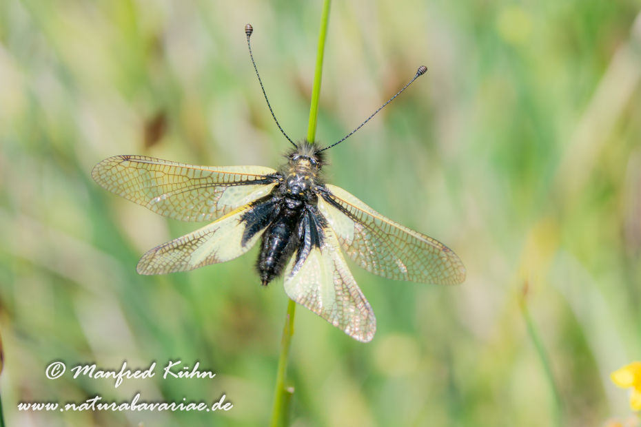 Libellenhaft (Schmetterlings-)_0001