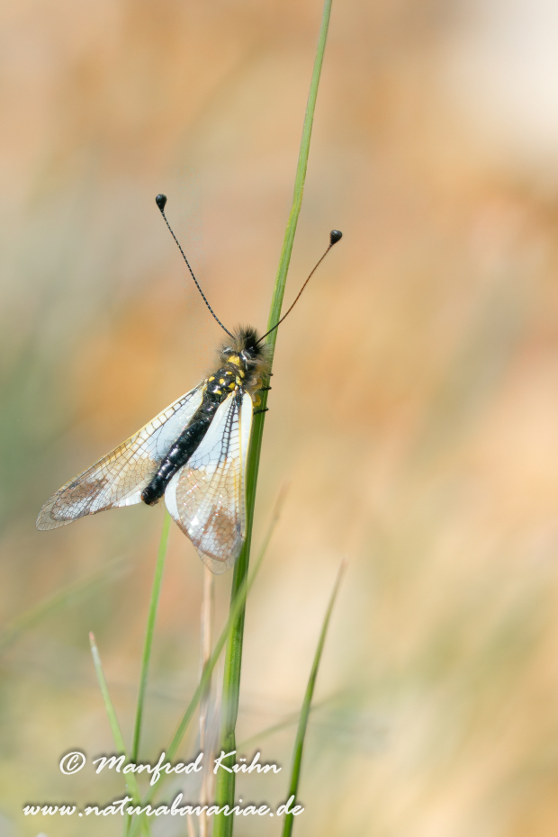 Libellenhaft (Schmetterlings-)_0004