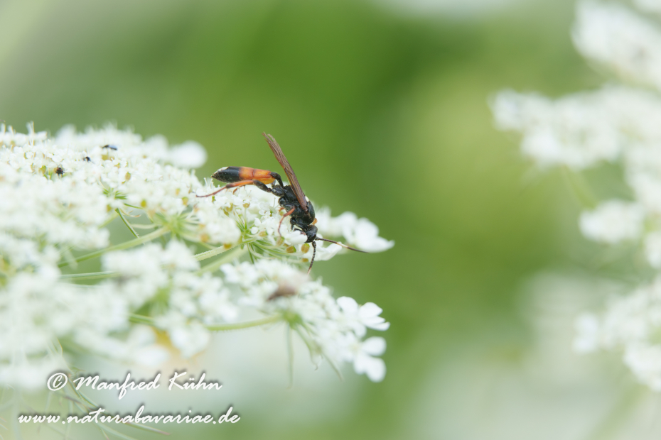 Schlupfwespe (Ctenichneumon inspector)_0003