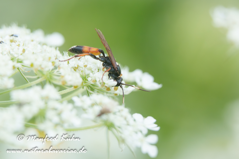Schlupfwespe (Ctenichneumon inspector)_0004