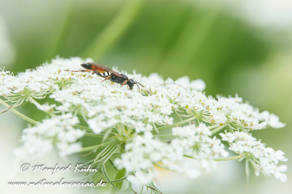 Schlupfwespe (Ctenichneumon inspector)_0015