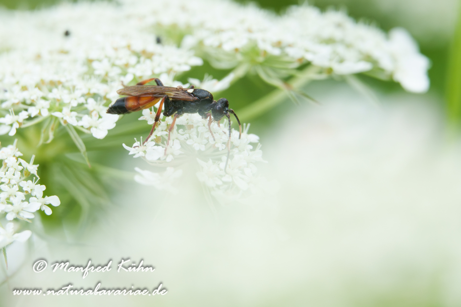 Schlupfwespe (Ctenichneumon inspector)_0023