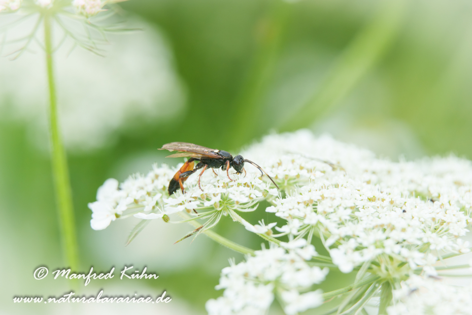 Schlupfwespe (Ctenichneumon inspector)_0025