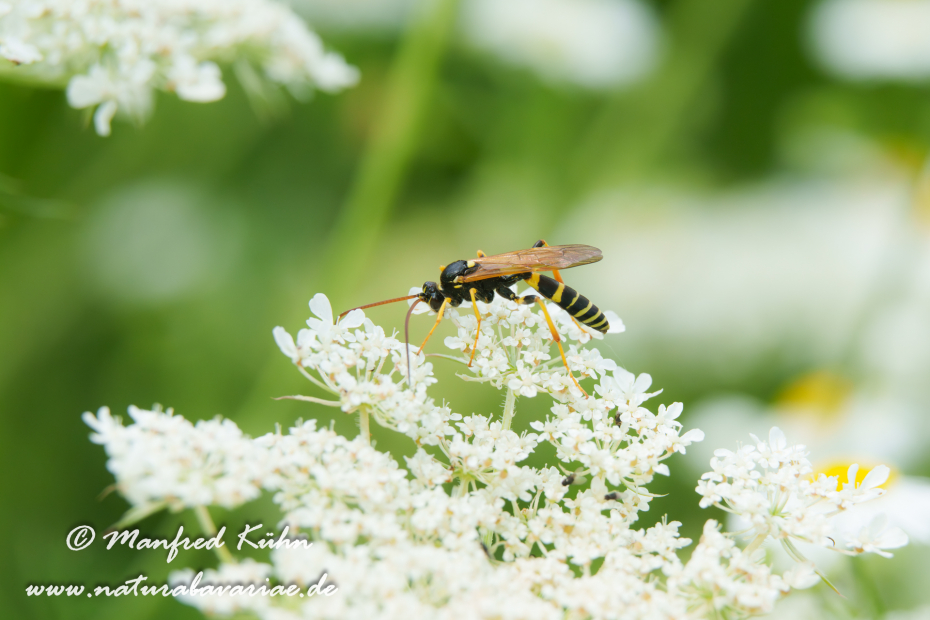 Schlupfwespe (Diphyus mercatorius)_0001