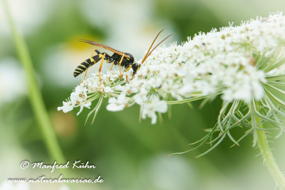 Schlupfwespe (Diphyus mercatorius)_0010