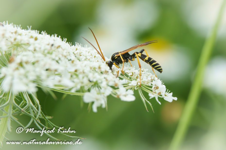 Schlupfwespe (Diphyus mercatorius)_0011