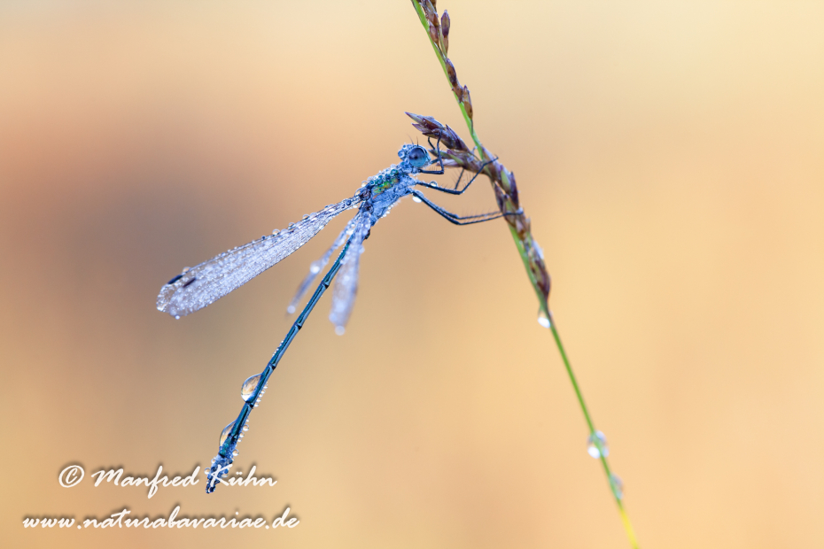 Binsenjungfer (Gemeine)_0008
