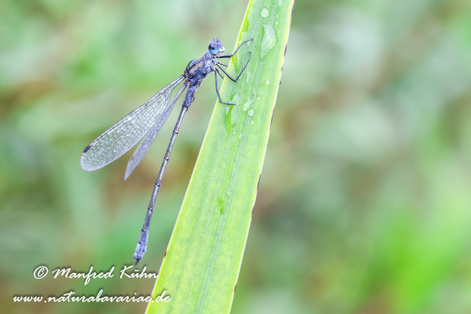 Binsenjungfer (Gemeine)_0012