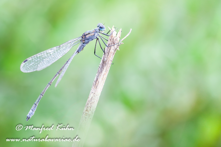 Binsenjungfer (Gemeine)_0014