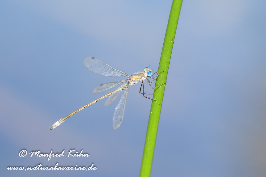 Binsenjungfer (Gemeine)_0019