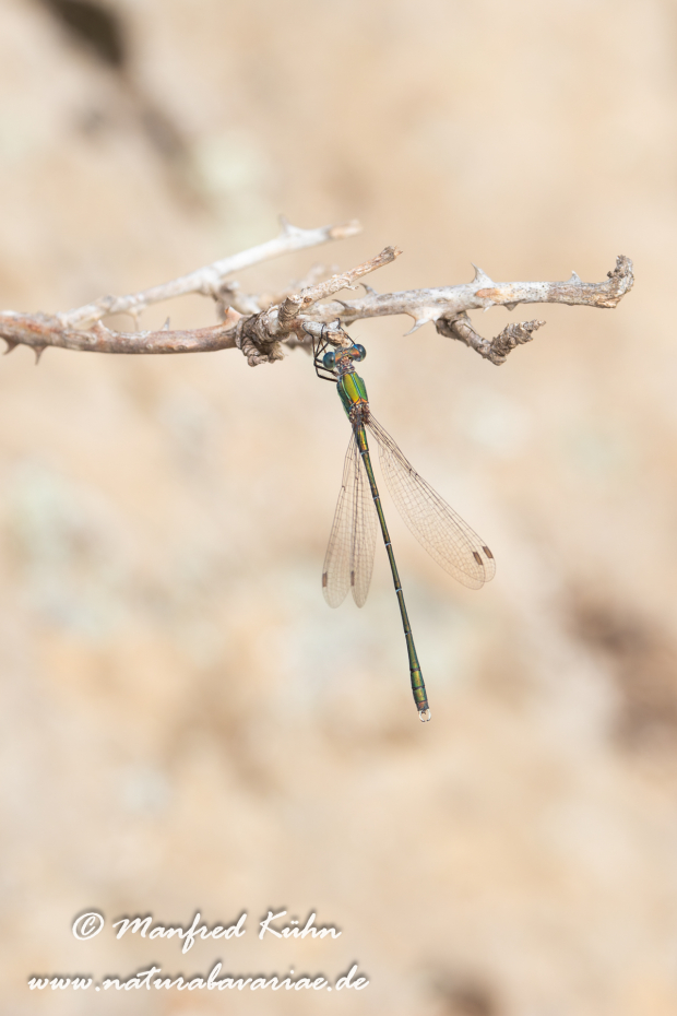 Binsenjungfer (Südliche)_0002