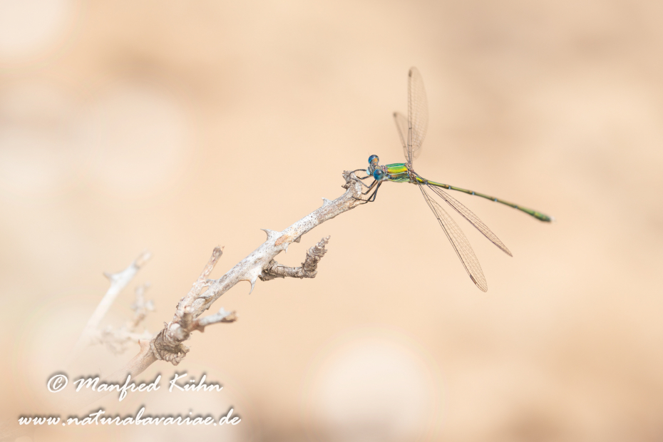 Binsenjungfer (Südliche)_0005