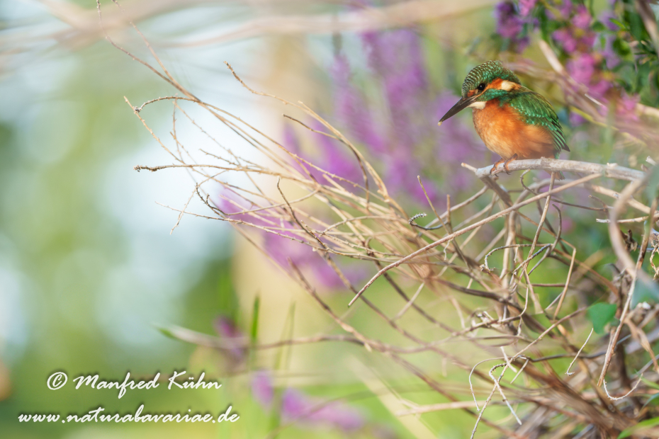 Eisvogel ()_0296