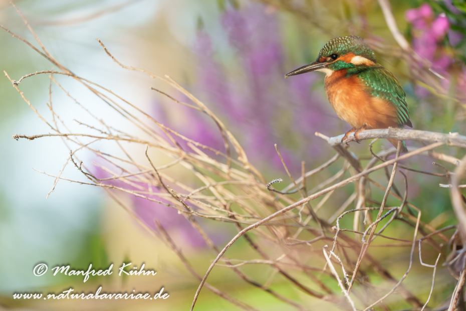 Eisvogel ()_0301