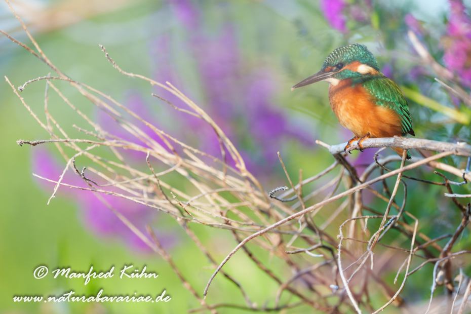 Eisvogel ()_0309