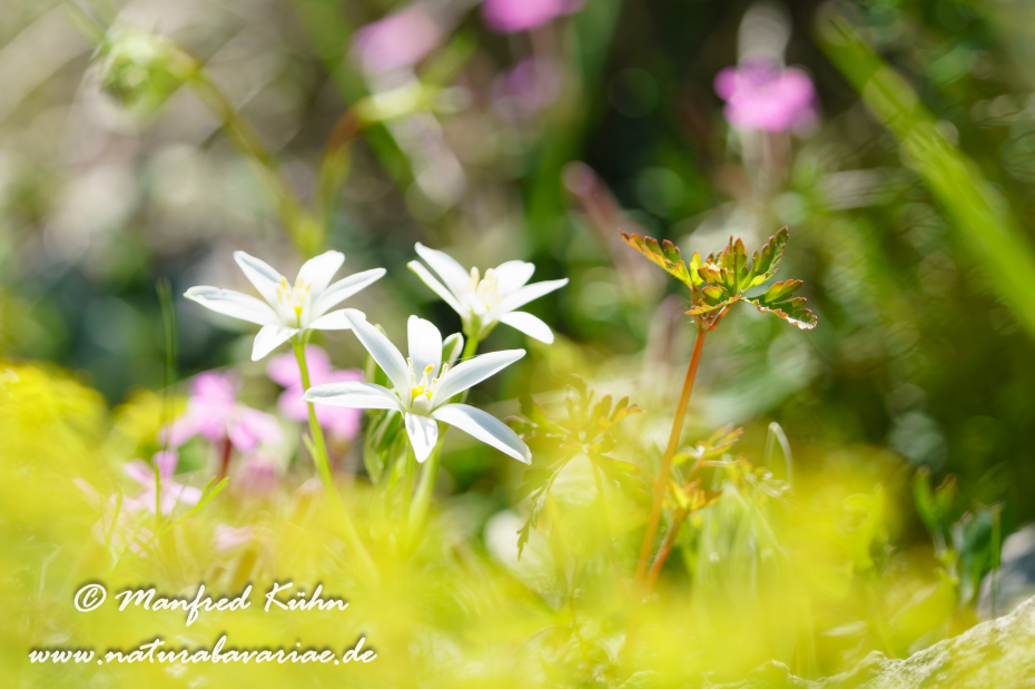 Milchstern (Dolden-)_0022