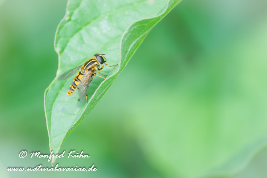 Sumpfschwebfliege (Gemeine)_0003