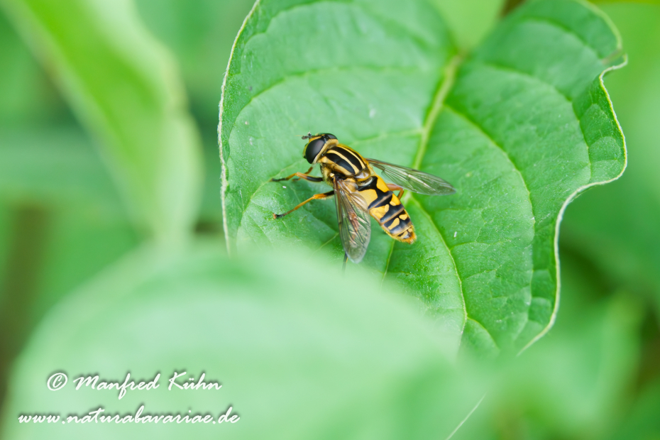 Sumpfschwebfliege (Gemeine)_0005