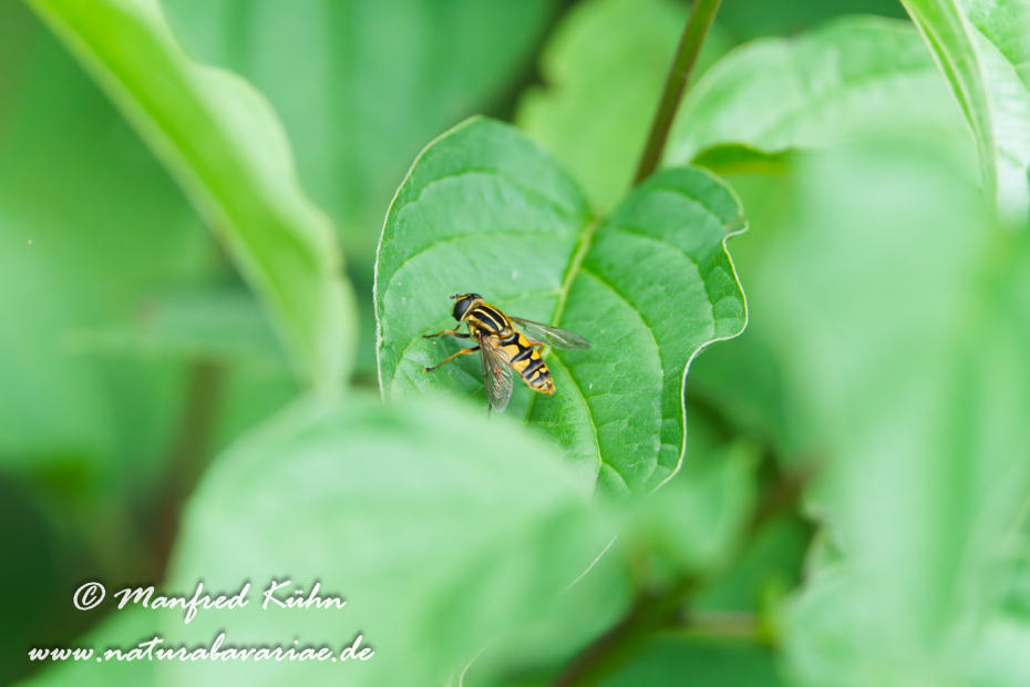 Sumpfschwebfliege (Gemeine)_0006