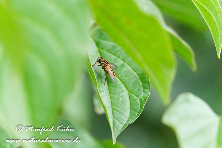Sumpfschwebfliege (Gemeine)_0015