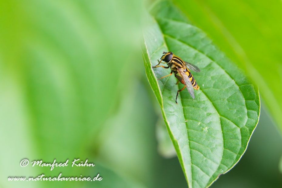 Sumpfschwebfliege (Gemeine)_0016