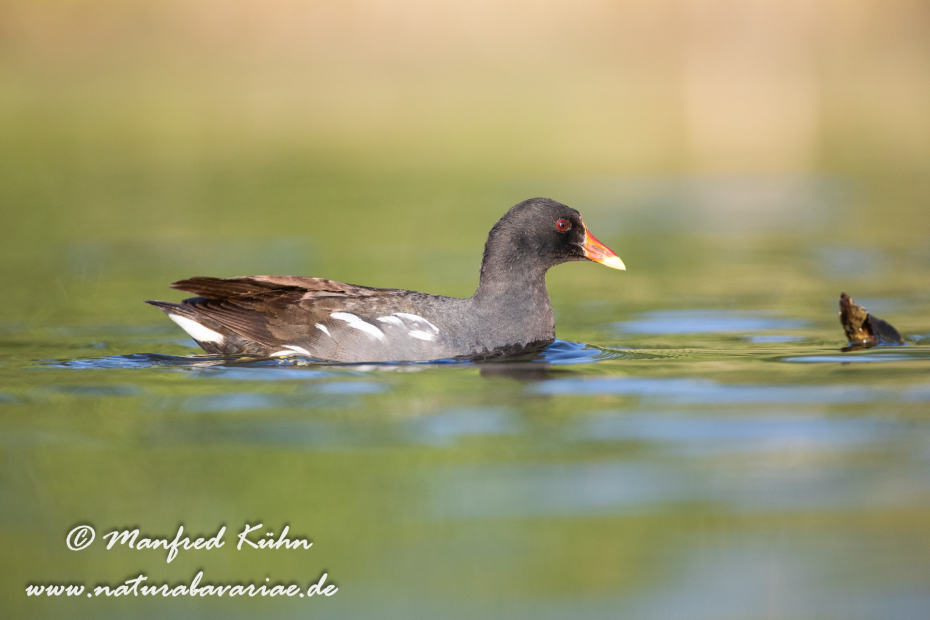 Teichhuhn ()_0085