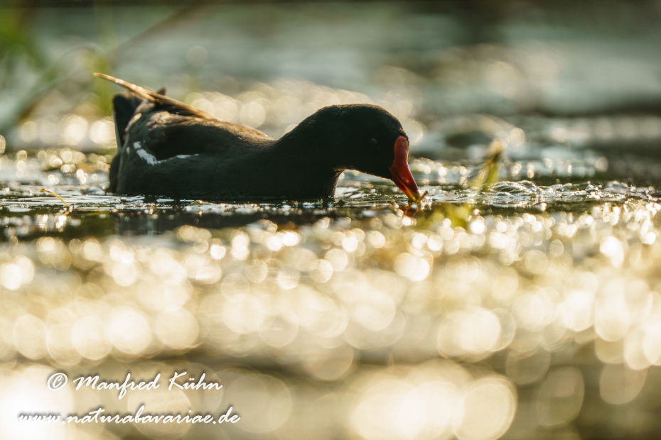 Teichhuhn ()_0118