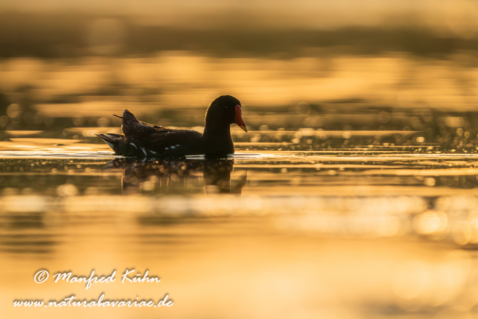 Teichhuhn ()_0130