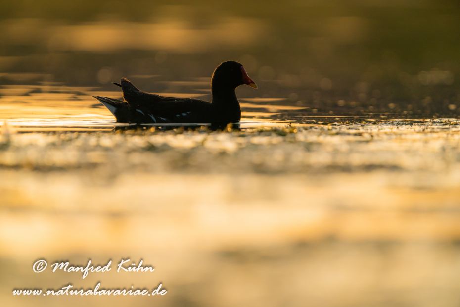 Teichhuhn ()_0131