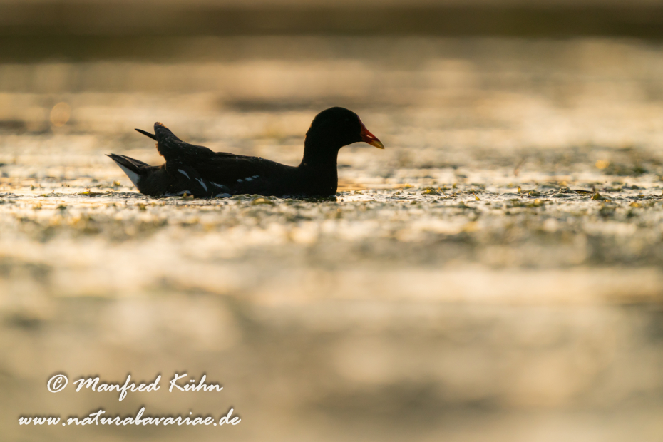 Teichhuhn ()_0135