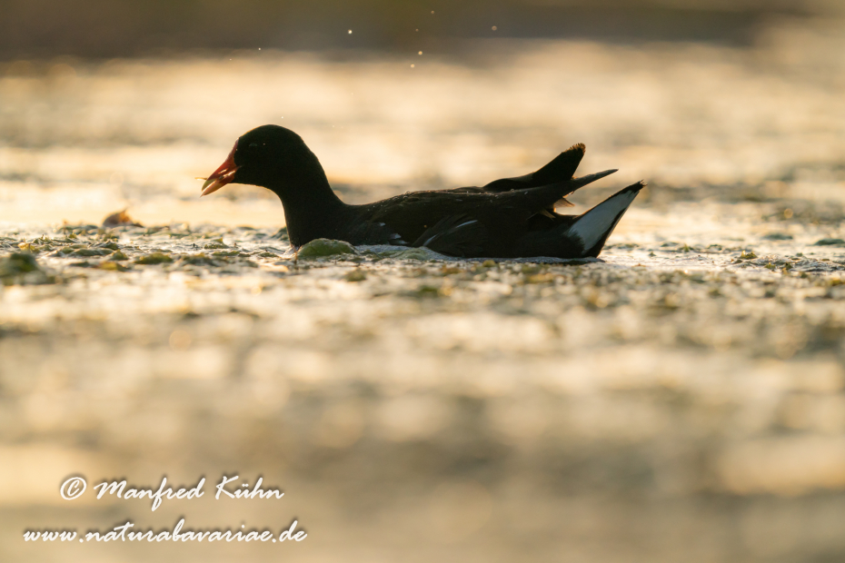 Teichhuhn ()_0139