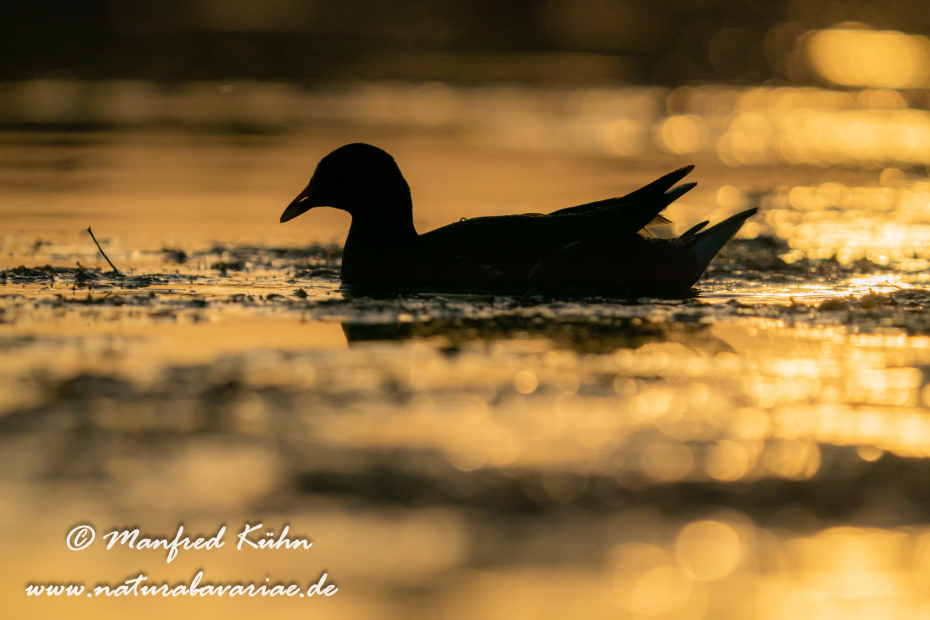 Teichhuhn ()_0140