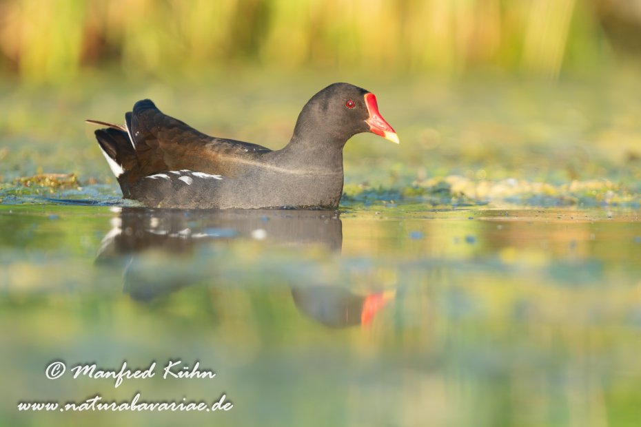 Teichhuhn ()_0144