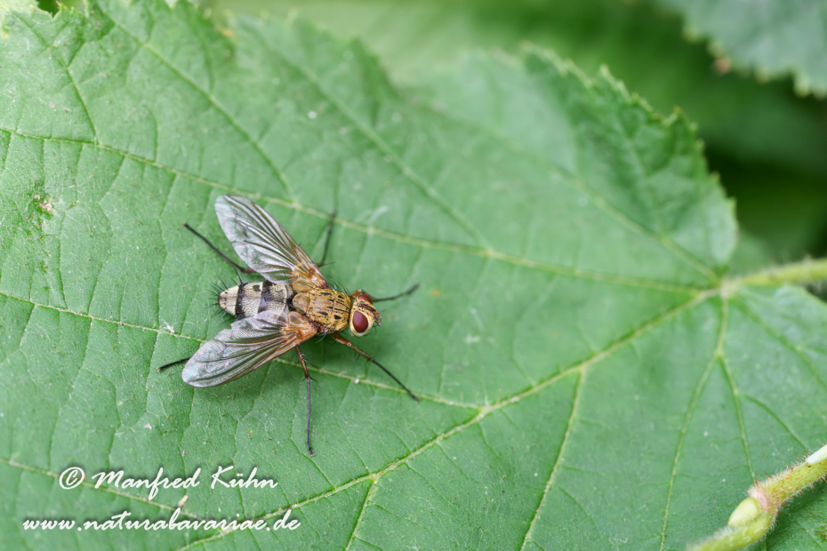 Raupenfliege Dexiosoma ()_0002