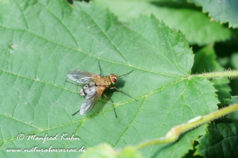 Raupenfliege Dexiosoma ()_0004
