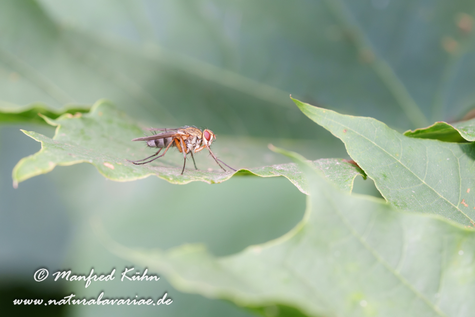 Raupenfliege Dexiosoma ()_0005