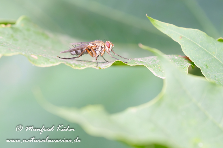 Raupenfliege Dexiosoma ()_0007