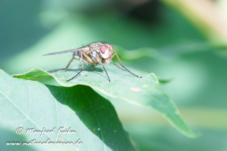 Raupenfliege Dexiosoma ()_0011