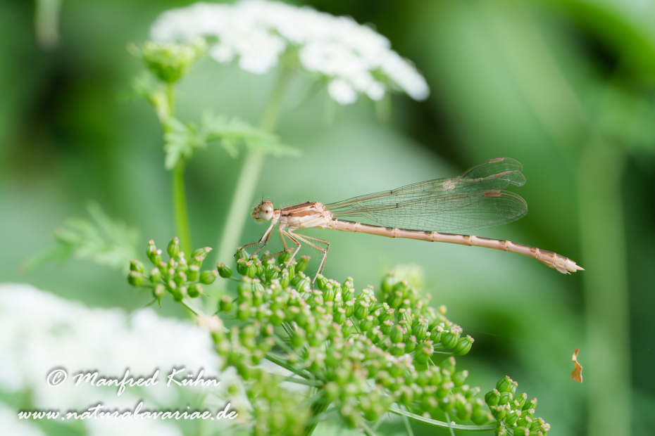 Winterlibelle (Gemeine)_0001