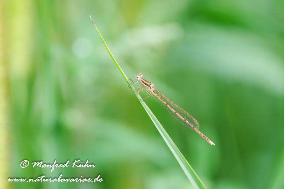 Winterlibelle (Gemeine)_0011