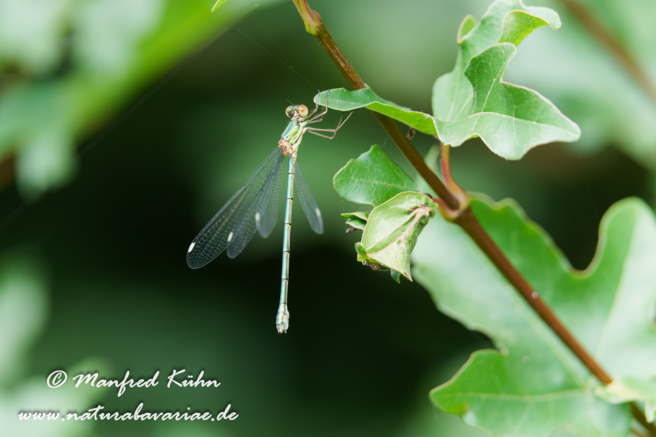Weidenjungfer (Gemeine)_0025