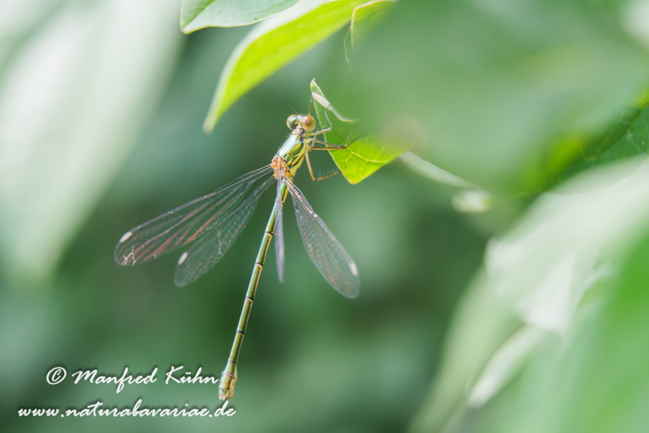 Weidenjungfer (Gemeine)_0032