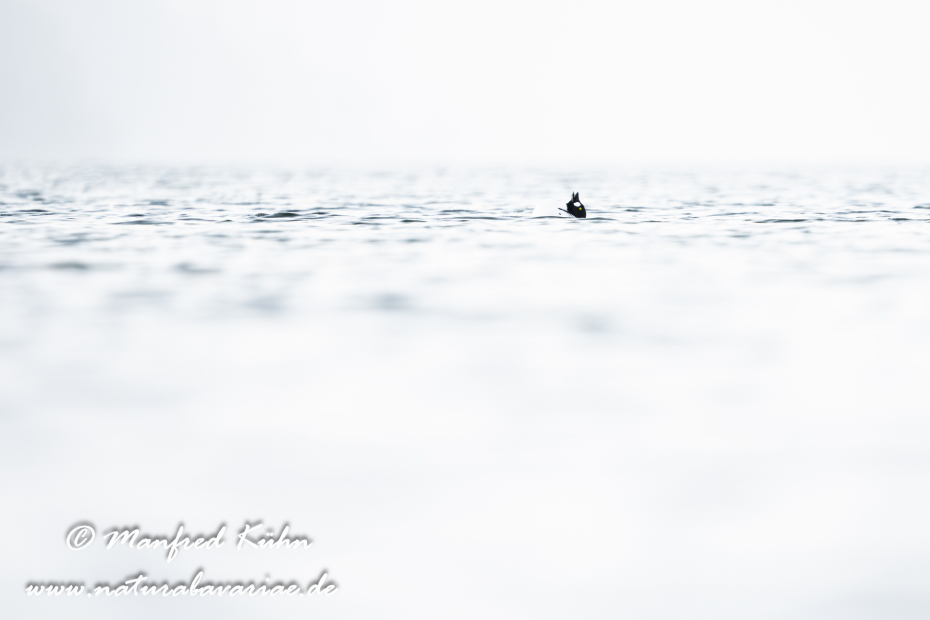 Schellente ()_0160