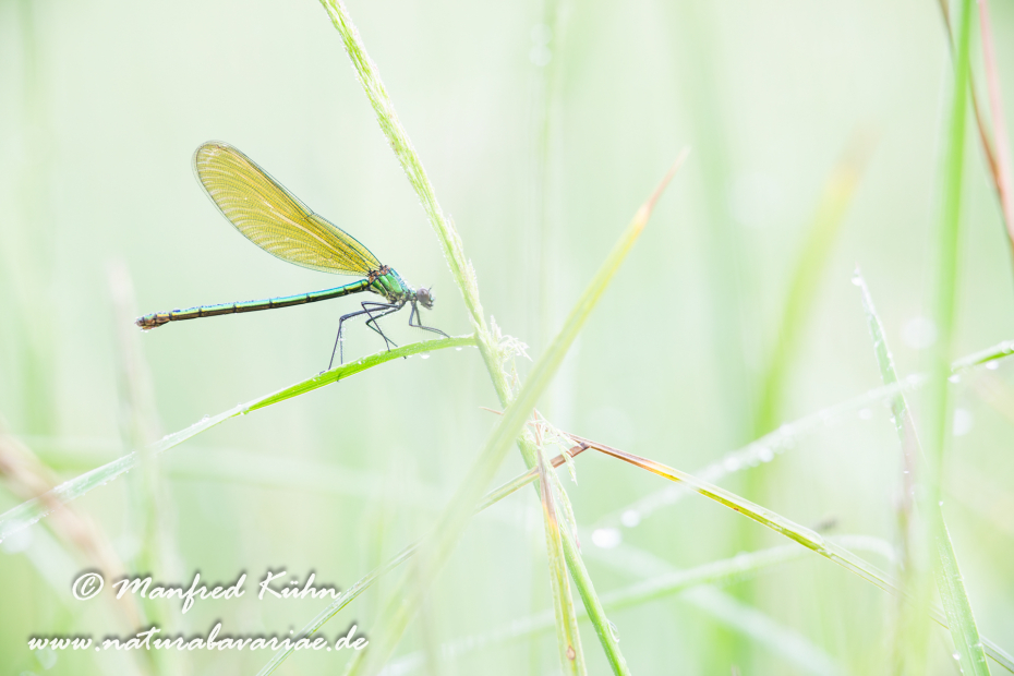 Prachtlibelle (gebänderte)_0052
