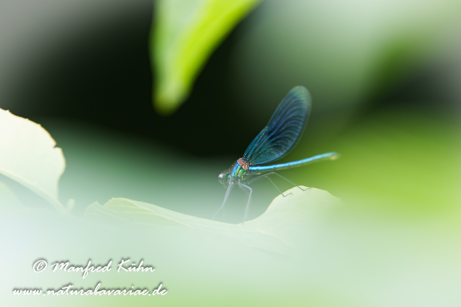 Prachtlibelle (Gebänderte)_0054