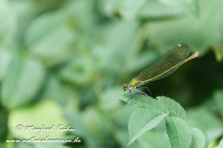 Prachtlibelle (Gebänderte)_0055