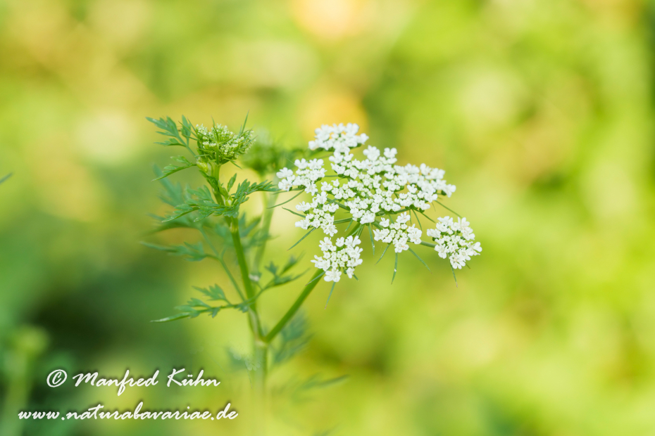 Hundspetersilie ()_0011