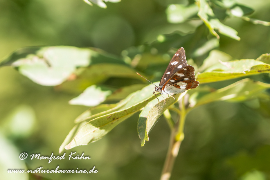 Eisvogel (Blauschwarzer)_0032
