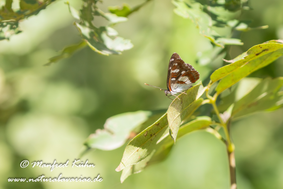 Eisvogel (Blauschwarzer)_0038