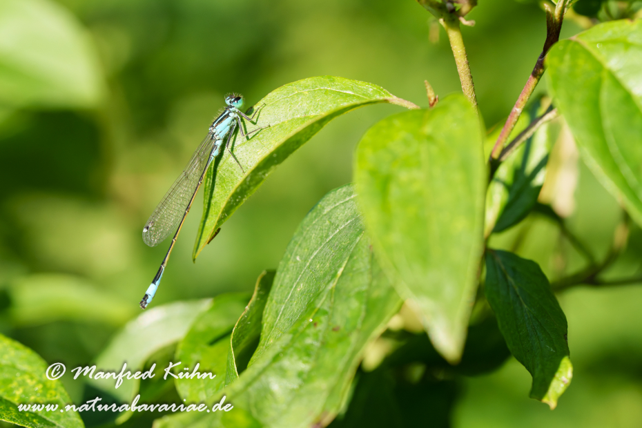 Pechlibelle (Große)_0053